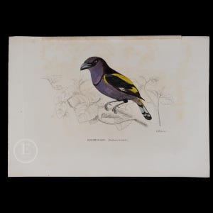 Peut inclure: Une illustration vintage d'un oiseau violet et jaune perché sur une branche avec des feuilles vertes. L'oiseau a un bec noir et une longue queue. Le texte "ESTRELADO DE GUAYA" et "Tangara Jacarina" est imprimé sous l'image.