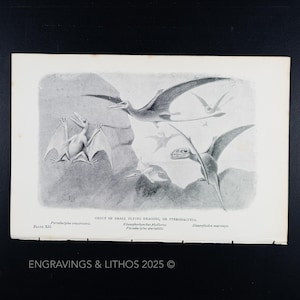 1897 SMALL FLYING DRAGONS (pterodactyls) – Original Extinct Monsters Print Illustrated by J. Smit