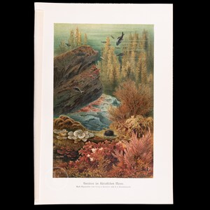 1916 ALGEN IM ADRIATISCHEN MEER - Original Chromolithographie aus einem deutschen botanischen Buch - Selten!