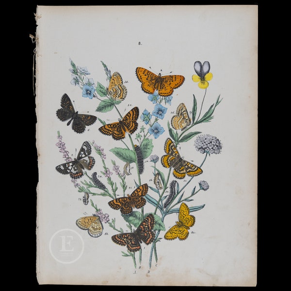 Brush-Footed Butterflies: Fritillary - Very rare plate from 1882 of European Butterflies and Moths - HAND COLORED original lithograph