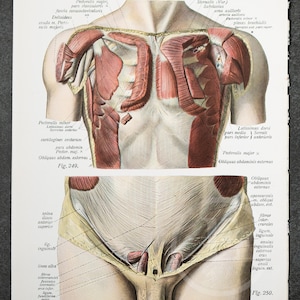 Superficial and Deep Chest Muscles / Abdominal Oblique Muscle / Human ...
