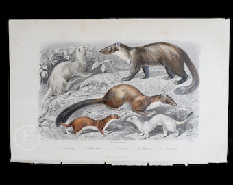 1853 The Ferret, Weasel, Beech Marten, Marten, Ermine - Hand-Colored Steel Engraving with Gum Arabic Finish from Ouvres de Buffon - Scarce!