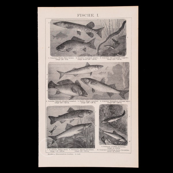 FISH I: Northen Pike, Carp, Eel, Mackerel, Salmon, Corvina, Barbel  - Rare chromolithograph plate from Brockhaus' Conversations-Lexikon 1898