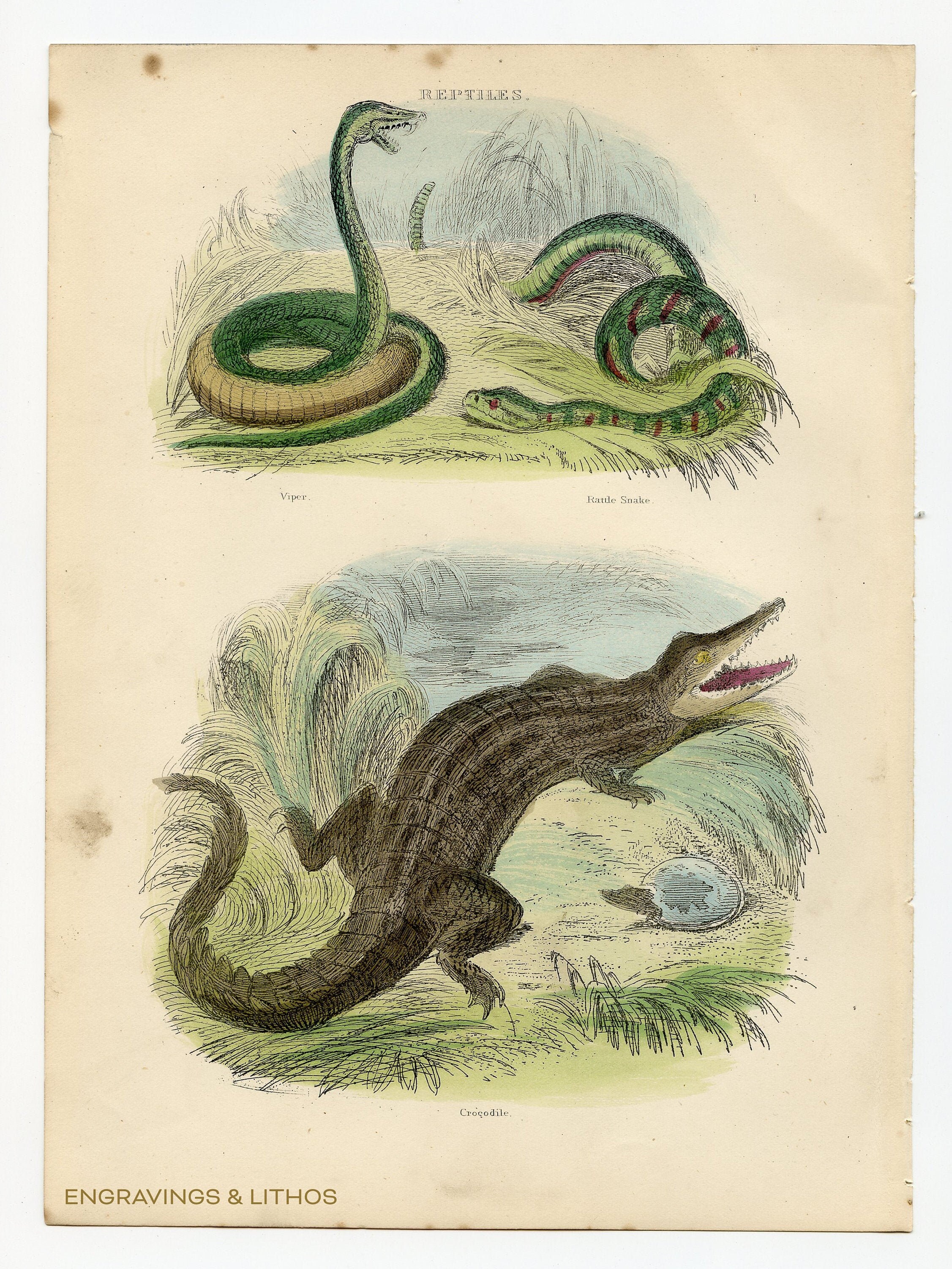 SNAKES, CROCODILES and LIZARDS　洋書　写真集 Reptile / Snakes and Crocodile - Exquisite Plate - RARE