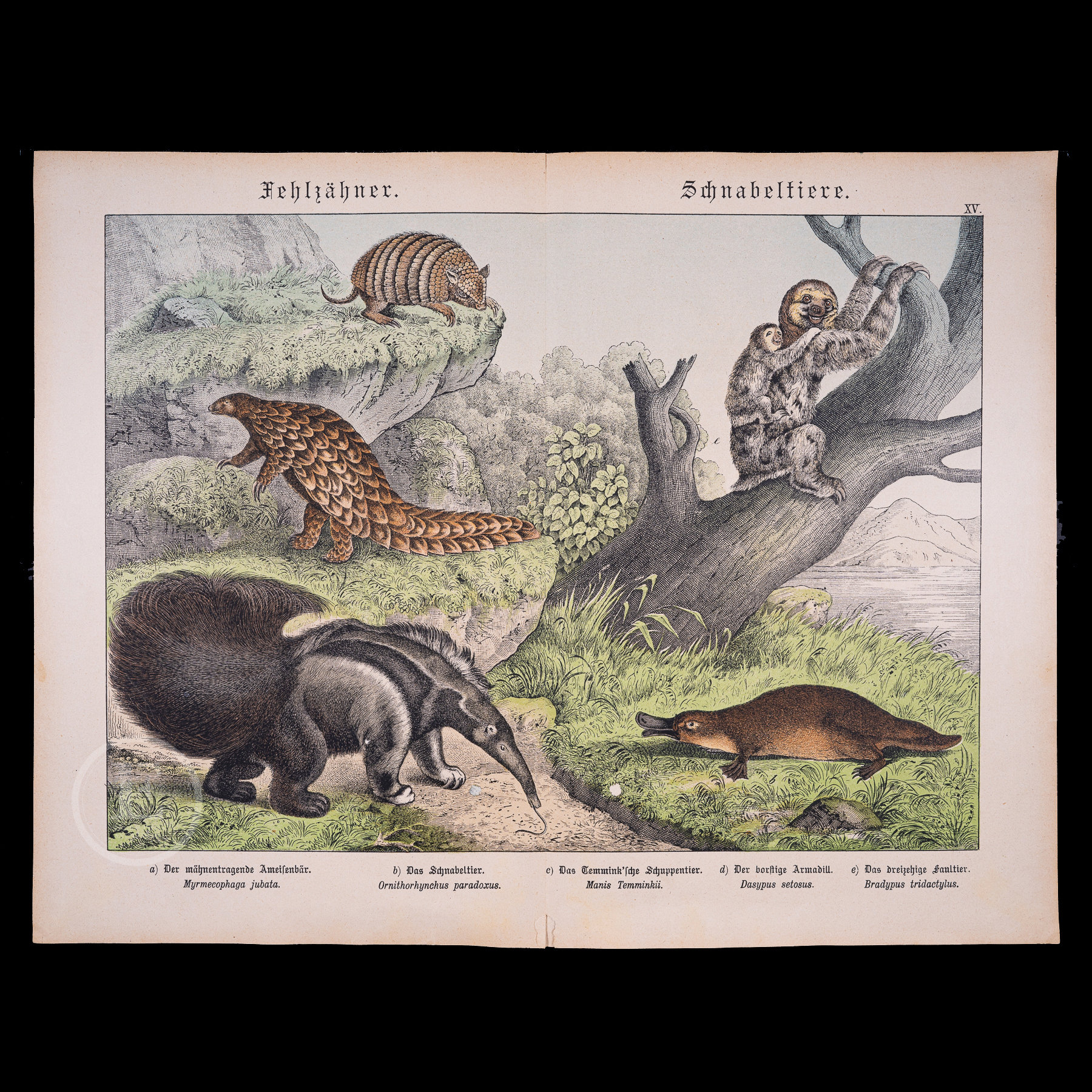 1872 Anteater, Platypus, Pangolin, Armadillo, Three-toed Sloth
