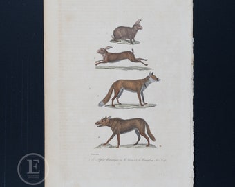 Wolf, Fox, Rabbit and Hare / Authentic steel engraving from Oeuvres Completes de Buffon 1837 - Hand colored and very rare!