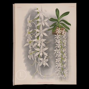1892 Aerangis Articulata Orchid - Antique authentic lithograph by Jean Linden, coming from Iconographie des Orchidees - Stunning!