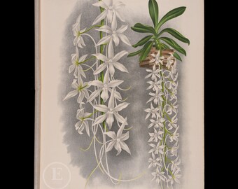 1892 Aerangis Articulata Orchid - Antique authentic lithograph by Jean Linden, coming from Iconographie des Orchidees - Stunning!