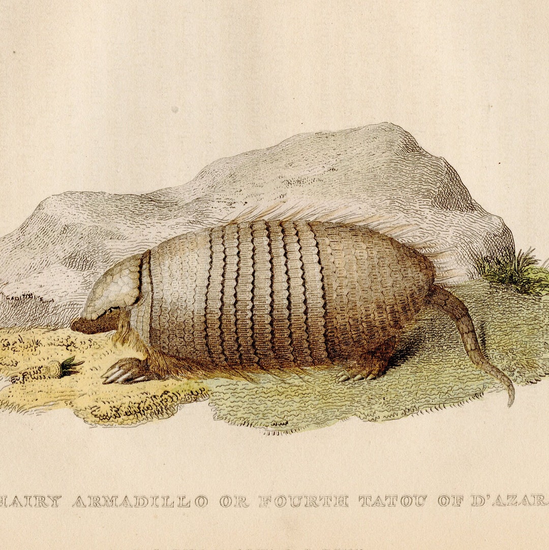 Hairy Armadillo Original Engraving From A Nature French Book Of hairy-armadillo-original-engraving-from-a-nature-french-book-of