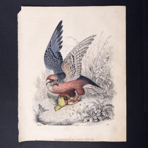 Puede incluir: Una impresión antigua de dos aves rapaces, una con las alas extendidas, posada sobre un ave más pequeña. La ilustración presenta un trabajo de línea detallado y una paleta de colores apagados de azules, marrones y verdes. El texto en la parte inferior dice: ENGRAVINGS & LITHOS 2025.