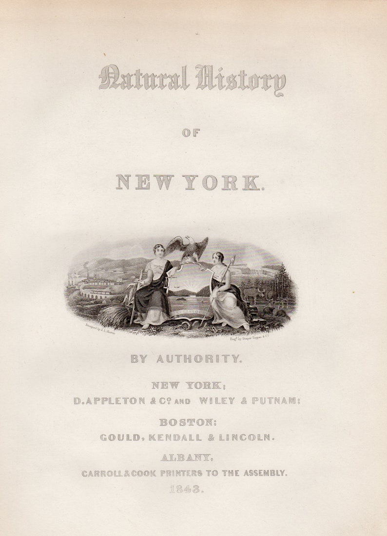 ORIGINAL PRINT out of the book A Flora of the State of New York 1843 Fly Honeysuckle botanical