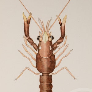 Lobster Sixt stage of life cycle - 1895 / Original Old print - Very rare!