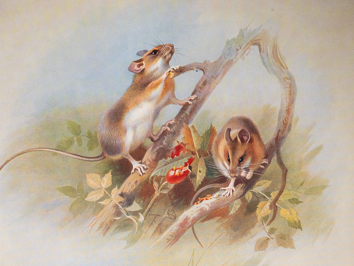Yellow Necked Wood Mouse and St Kilda Wood Mouse- Vintage Print From ...