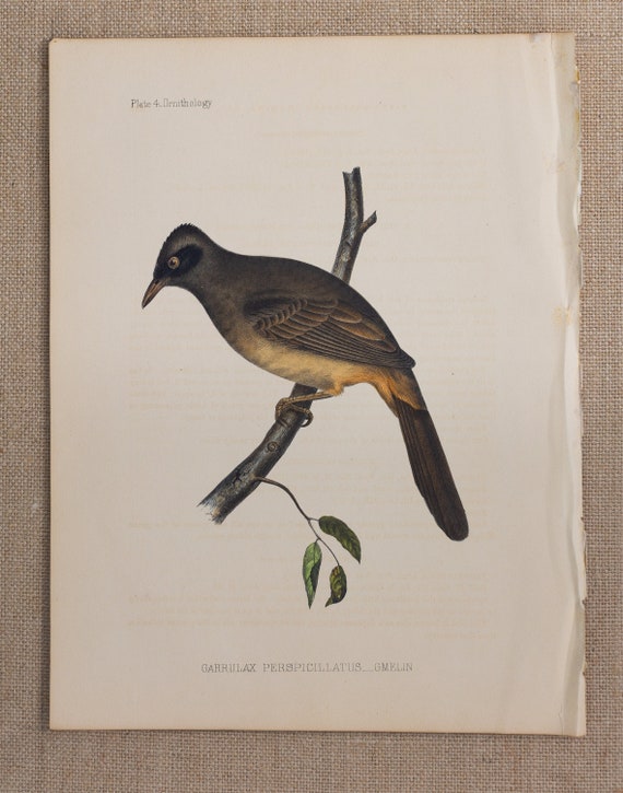 絵画　鳥　海 鳥 - Garrulax perspicillatus - 非常に珍しい - 1856年の