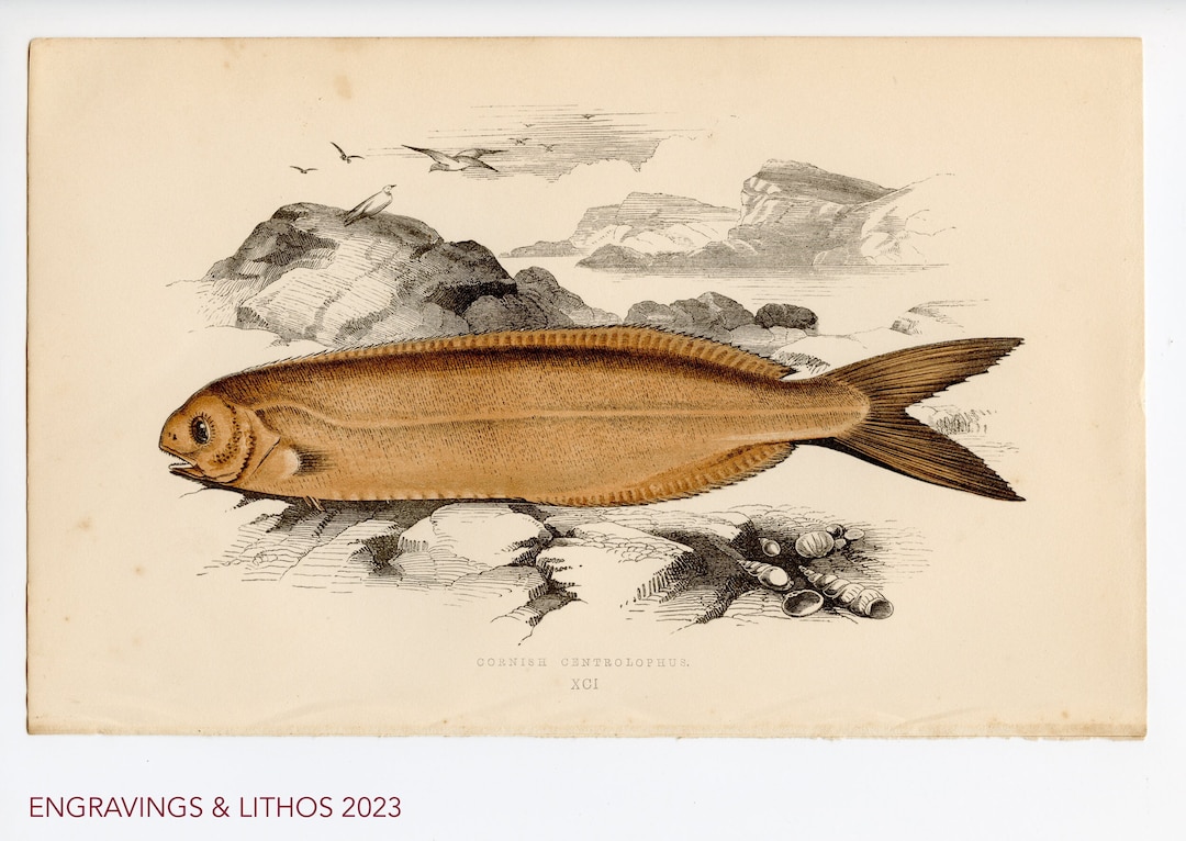 1894 Cornish Centrolophus Fish - Original Chromolithography From