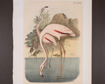 Dos flamencos rosados. Cromolitografía original de 1878. Litografía auténtica de gran tamaño. Más de 28 x 35 cm. ¡145 años de antigüedad!