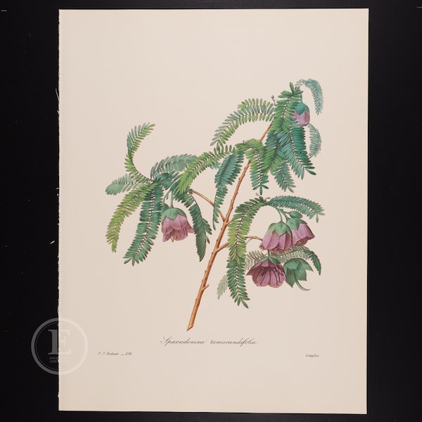 CADIA PURPUREA - Vintage offset print The Most Beautiful Flowers and Fruits by Pierre Joseph Redoute - Edition from 1980