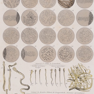 Microscopic subjects / Hand-colored plate from "Ouvres Complete de Buffon" 1866