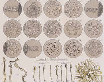 Microscopic subjects / Hand-colored plate from "Ouvres Complete de Buffon" 1866