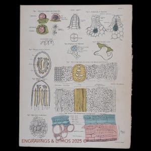 1880 CELSTRUCTUUR van VAREN - Originele lithografie uit een antieke biologische atlas - schaars!