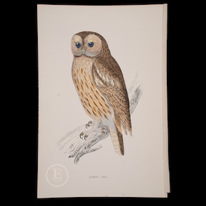 TAWNY OWL  - British Birds - Original colored engraving 1856, ornithology authentic plate!