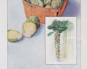 Coles de Bruselas - Litografía original en color de época, 1911