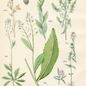 Eyebright, knapweed broomrape, lesser snapdragon, horseradish, field pennycress original plate from &quot;Pflanzen-Atlas - Carl Hofman 1883