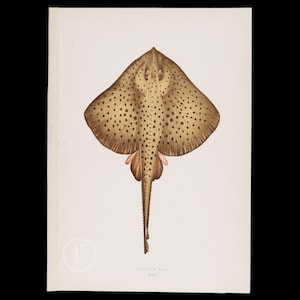 GEFLECKTER ROCHEN - Lithographie 1884, London zur „Geschichte der Fische der Britischen Inseln“ vonJonaton Couch