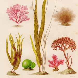 Marine algae print from 1866 . Rare Antique marine print . Original antique print . Sea life old print