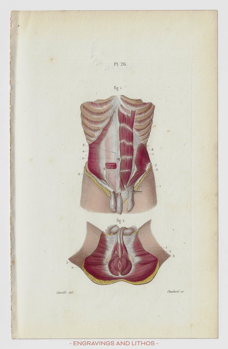 Muscles of the Male Perineum RARE ORIGINAL PRINT From the Etsy Australia