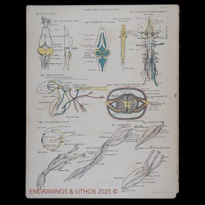 1880 FROG NERVOUS SYSTEM - Original lithograph from an antique Biological Atlas - Scarce!