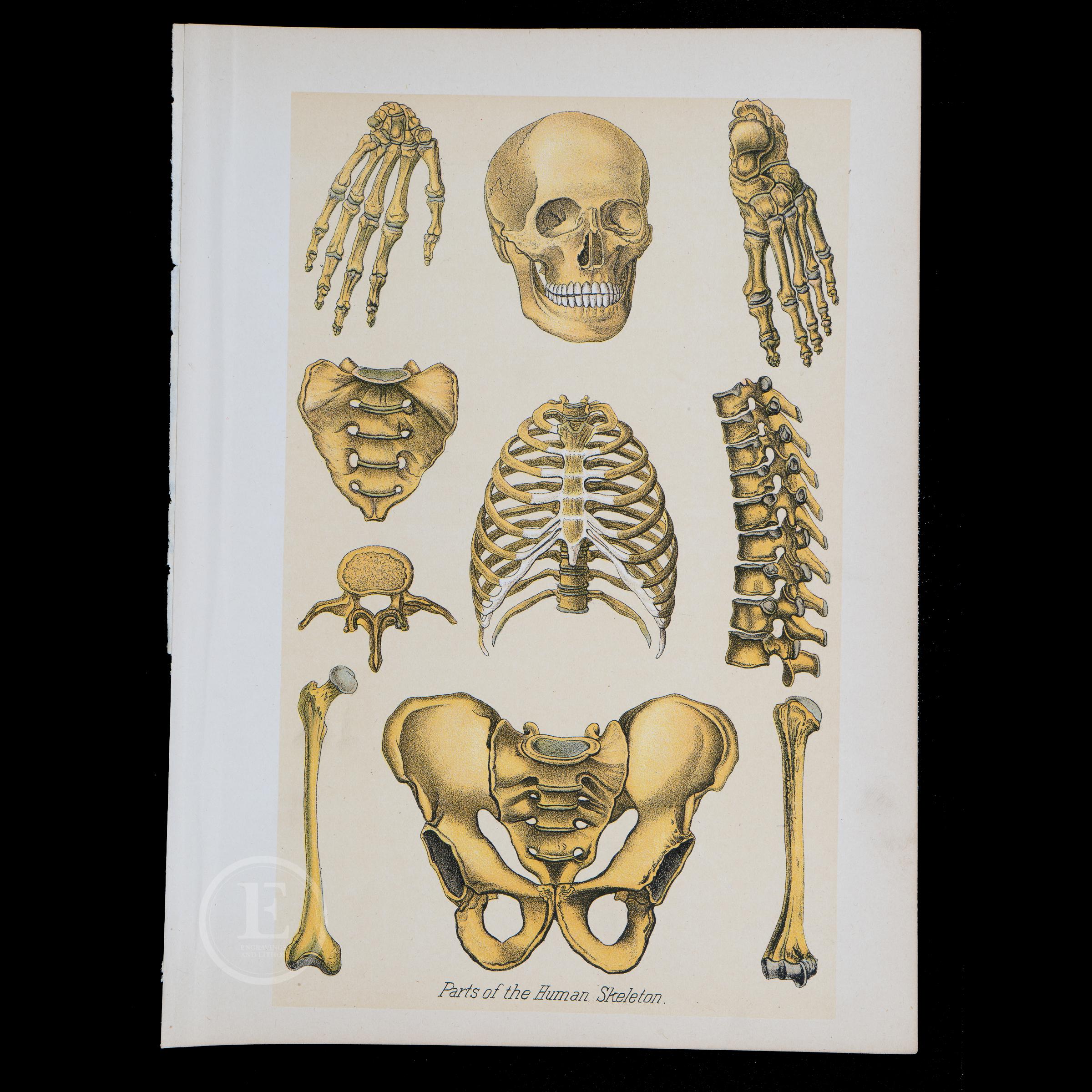 1901 PARTS of the HUMAN Skeleton-interactive Human Anatomy-original ...