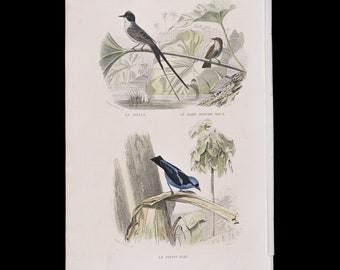 The savanna, the rufous hummingbird, the blue tit / Hand-colored plate from "Ouvres Complete de Buffon" 1866