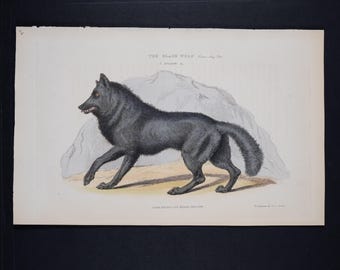1929年 オオカミの版画 木版画 - オオカミの壁画 - 動物学版画