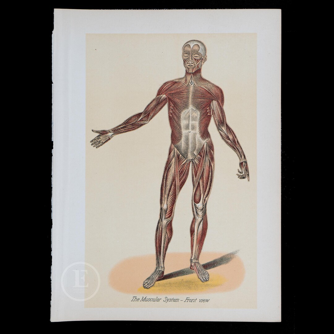 1901 the MUSCULAR SYSTEM - Interactive Human Anatomy-original ...