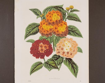 Lantana Flowers - Very rare plate from "Book of the World" 1866 - Hand colored original lithograph, Old Original Print