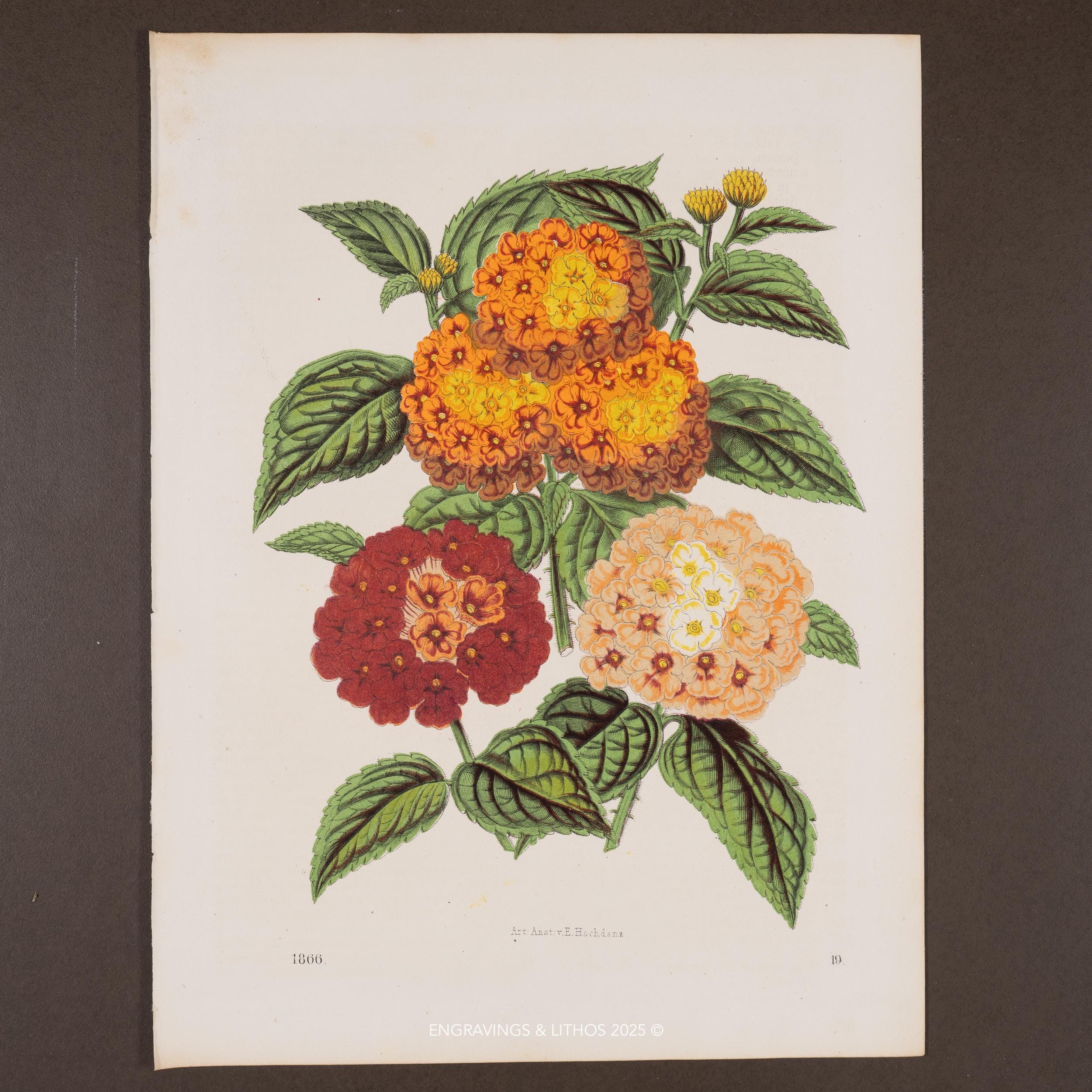 Lantana Flowers - Very Rare Plate From 