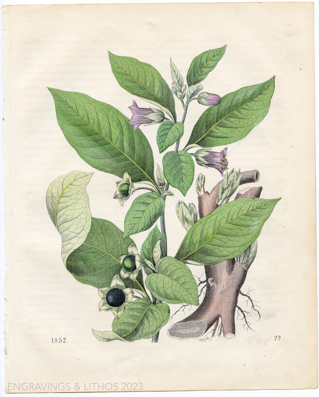 Deadly Nightshade Very Rare Plate From book of the Etsy