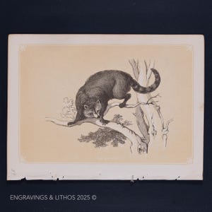 1851 THE RACCOON – Antique Lithograph – Original The Natural History of the Sacred Scriptures, and Guide to General Zoology