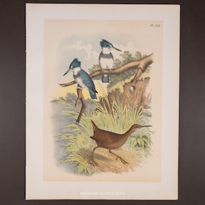 Puede incluir: Una impresión vintage con tres aves. Dos martines pescadores azules y blancos se posan en una rama, mientras que un ave marrón camina debajo. La impresión tiene un fondo crema con el texto "PL. XIX" en la parte superior.