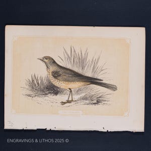 Puede incluir: Una ilustración vintage de un pájaro marrón y gris con una cola larga, posado en el suelo en un campo de hierba alta. El pájaro está mirando hacia la izquierda y el texto "THE THRUSH" está impreso debajo de la imagen.