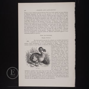 Dodo Text Dodo Extinct Bird - Original Color Lithography From the Royal Natural ...