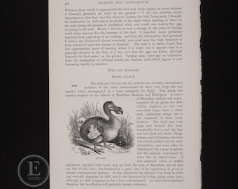 Dodo Extinct bird - Original color lithography from The Royal Natural History 1896