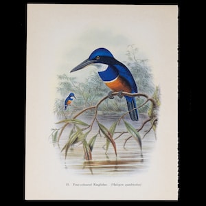 Könnte beinhalten: Eine farbenfrohe Illustration eines Vierfarbengackers, der auf einem Ast über einem Gewässer sitzt. Der Vogel ist blau, weiß, orange und schwarz. Die Illustration ist mit "Vierfarbengacker (Halcyon quadricolor)" beschriftet.