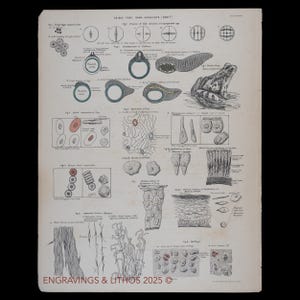 1880 カエルの発生と比較組織学 - 古い生物学地図帳からのオリジナルの石版画 - 希少!