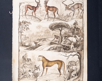 1849 ASIAN WILDLIFE – Antique 1849 Lithograph Print – Original Vintage Book Plate
