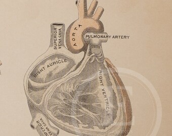 The heart sections - Human Anatomy - RARE ORIGINAL PRINT from a medical book 1887