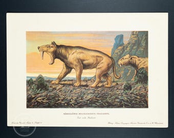 1902 KNIFE TOOTH CAT,  Machairodus from the Miocene Epoch - Vintage print from Tiere der Urwelt (Creatures of the Primitive World)