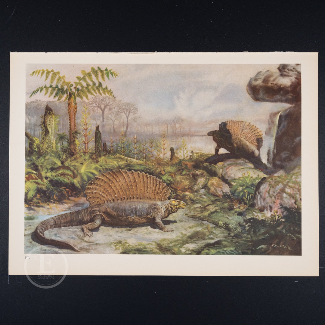 Edaphosaurus: Extinct Prehistoric Reptiles - Original Vintage ...