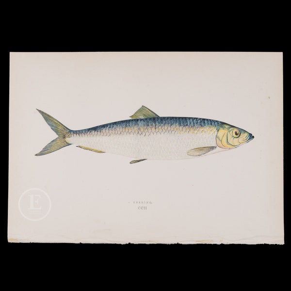 HERRING  - Lithograph 1884, London for "History of the Fishes of the British Islands" by Jonathan Couch